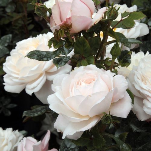 Rosa Crocus Rose - weiß - englische rosen